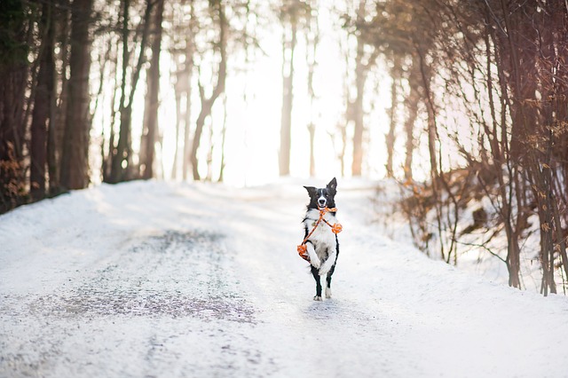 Czy pies może jeść śnieg i lód? Sprawdzamy!