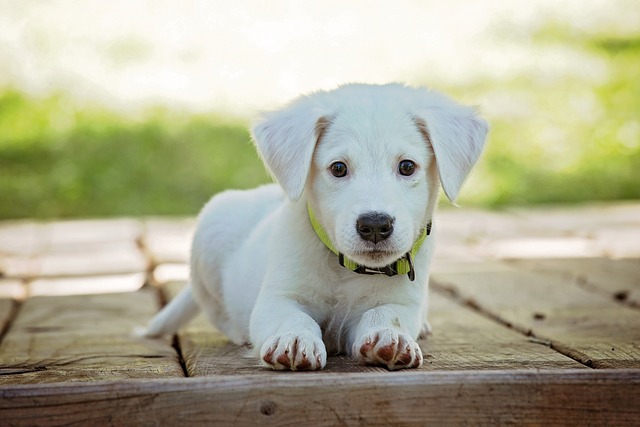 Najsłodsze psy świata – TOP 10 słodkich piesków